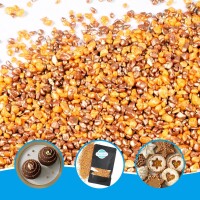 Crunch Gold & Bronze